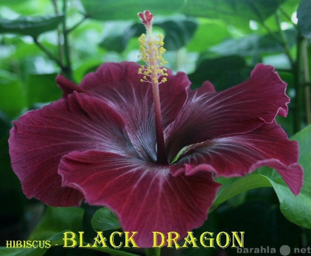 Продам: Сортовой гибискус Black Dragon