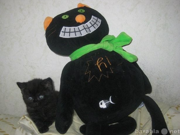 Продам: Продается британский котик черного окрас
