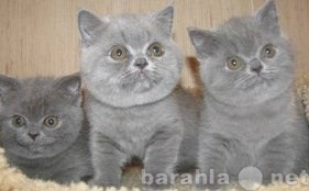 Продам: Британский кот на вязку,котятки продаю.