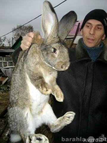 Продам: продам кроликов