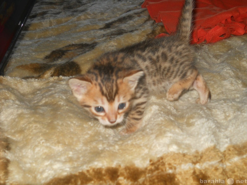 Продам: бенгальского котенока