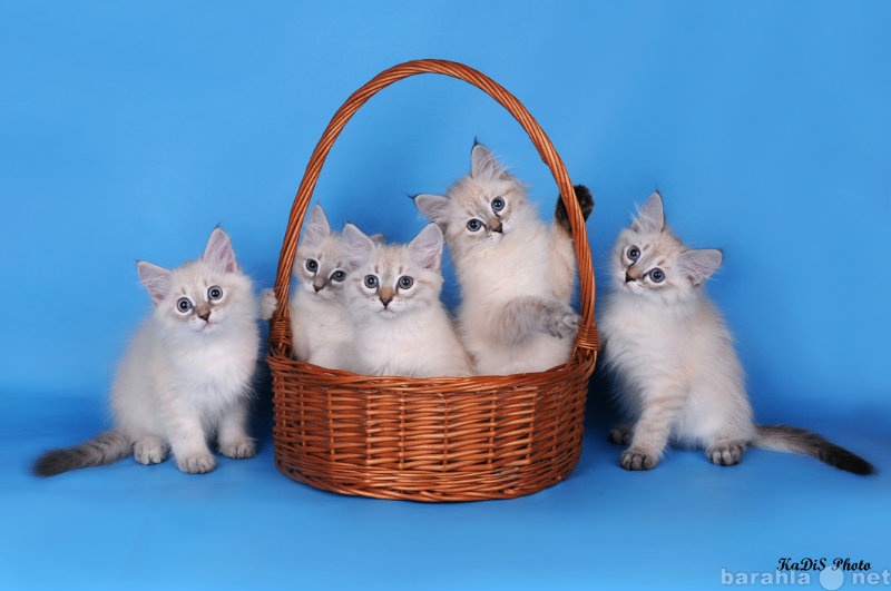 Продам: Невские маскарадные котята