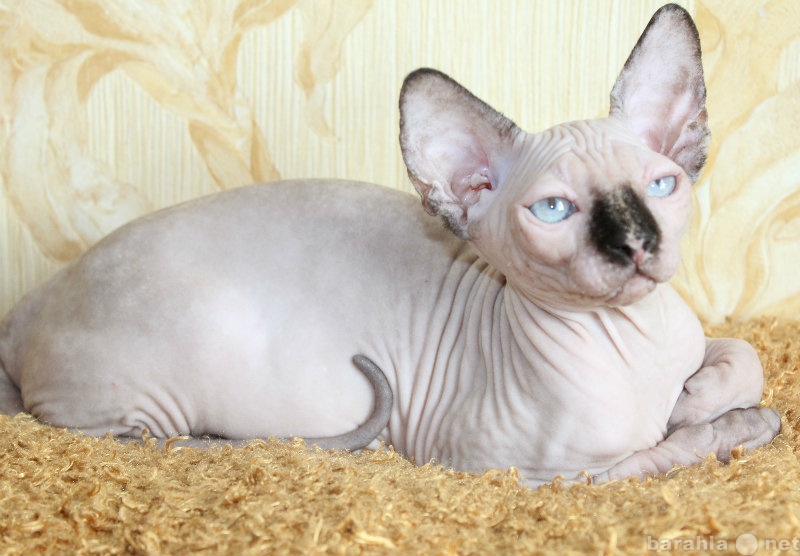 Продам: Канадский сфинкс голубоглазые котята