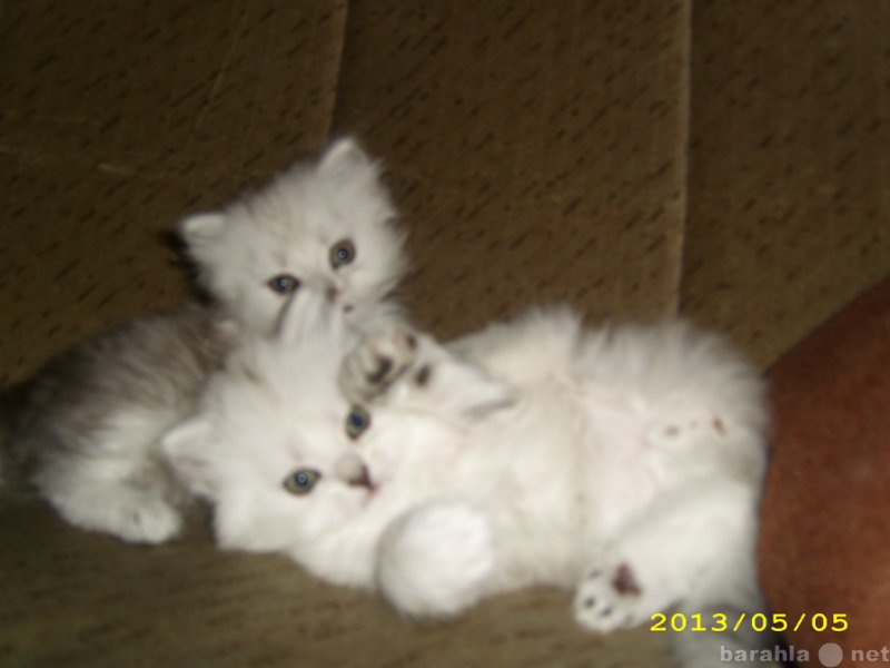 Продам: Котята персидской серебристой шиншиллы