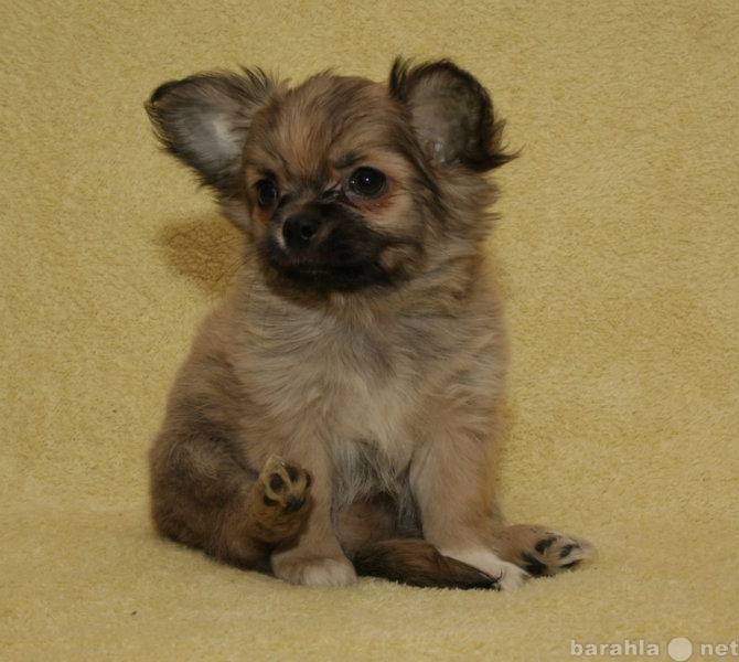 Продам: подрощенный щенок чихуахуа