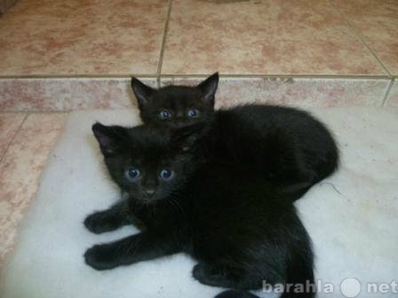 Отдам даром: два котенка, черных счастья!