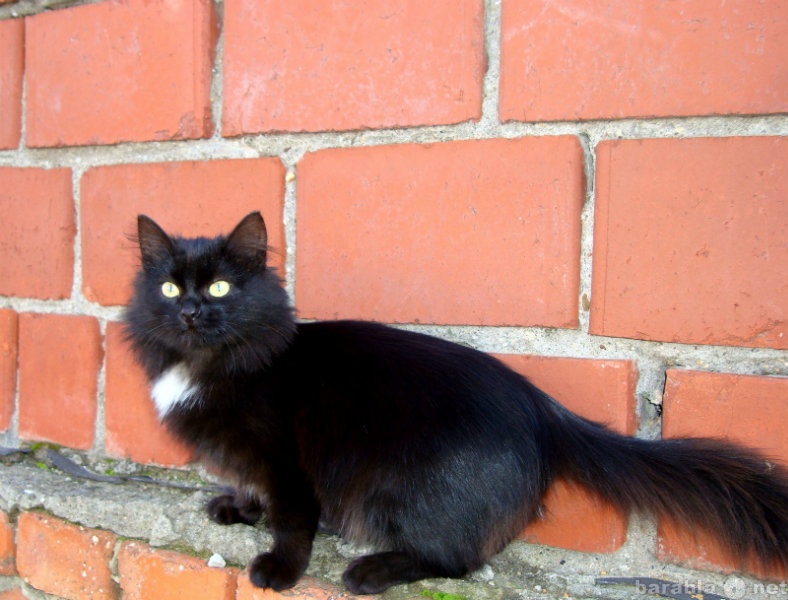 Продам: Котята черные,от черных кошек.