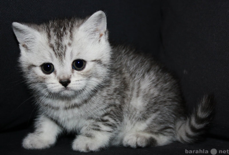 Продам: Британские котята мраморного окраса