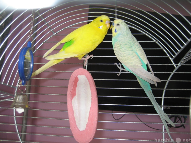 Продам: Волнистых попугаев с клеткой