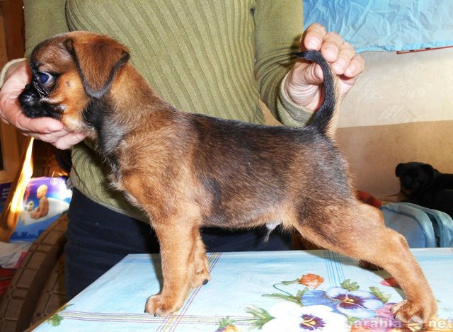 Продам: щенок малого брабансона