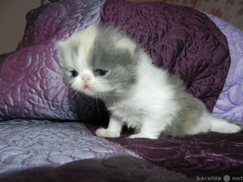 Продам: экзотических и персидских котят