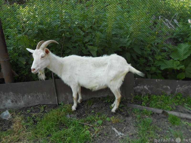 Продам: коза зааненская