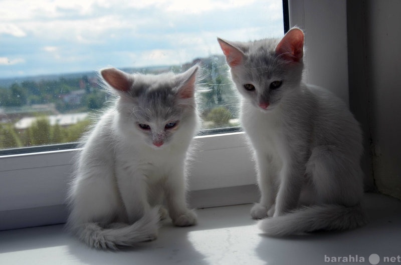 Отдам даром: Два очаровательно белых котенка