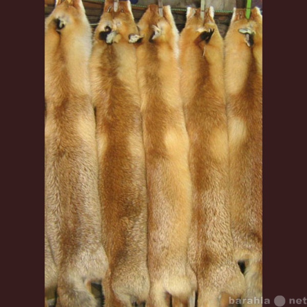 Продам: Шкуры рыжей лисы