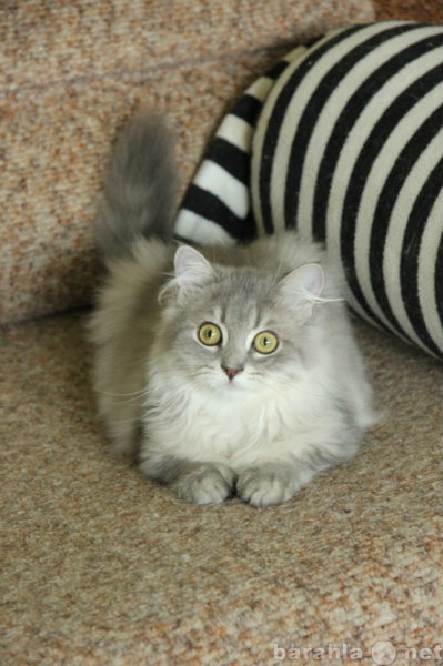 Продам: Британские котята питомника NORELI PRIDE