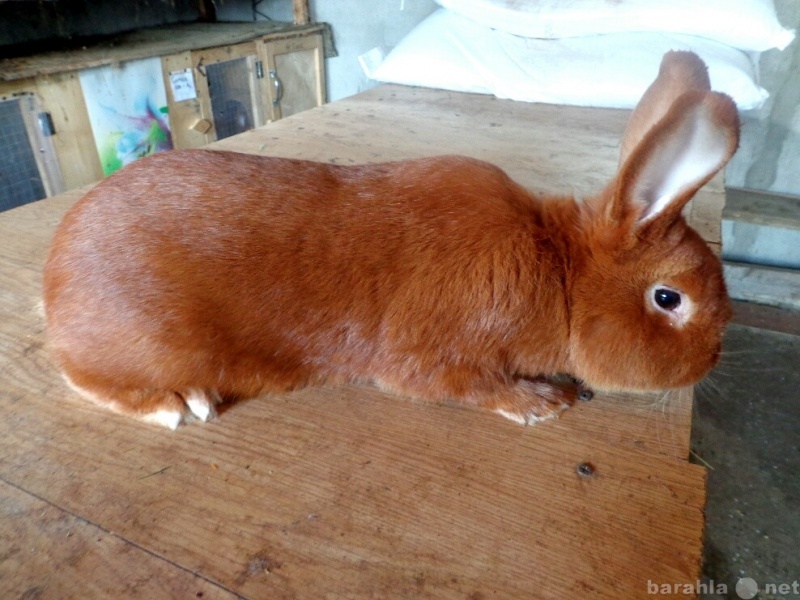 Продам: кролики скороспелых мясных пород
