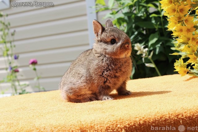 Продам: Нидерландский карликовый кролик до 1 кг