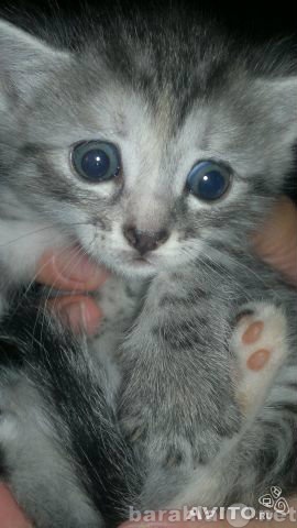 Отдам даром: Серо-полосатый котенок девочка
