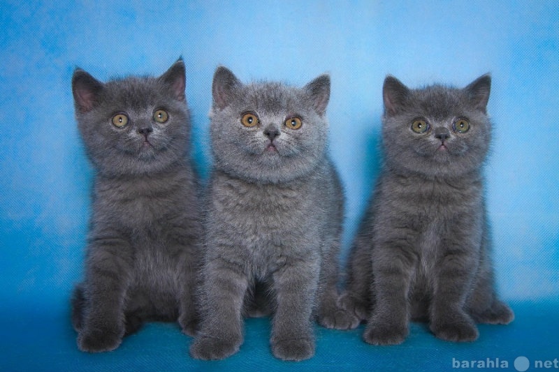 Продам: британские котята голубого окраса
