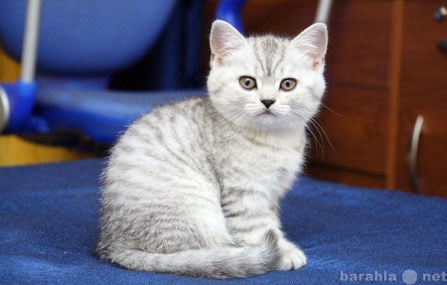 Продам: Шотландские котята котики и кошечки