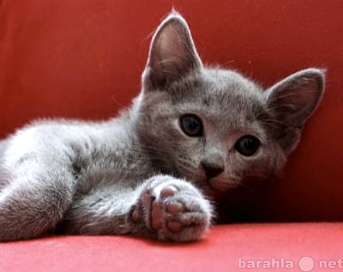 Продам: Продается Русский голубой котенок