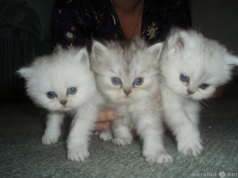 Продам: Продаются котята персидской серебристой