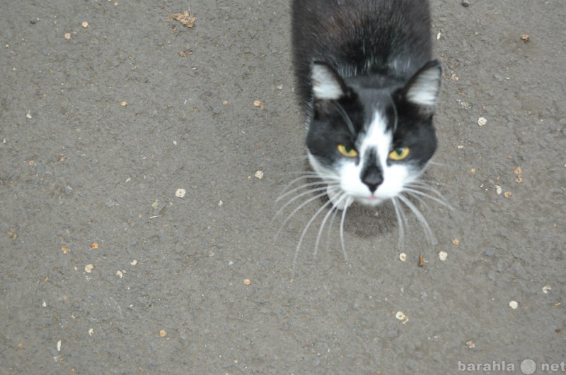 Отдам даром: Чёрно-белый котик,с пятнышком на носу!