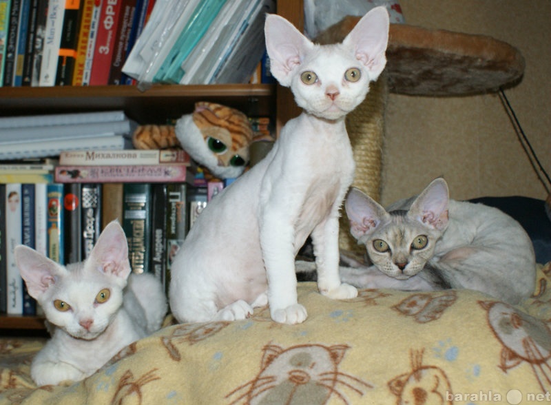 Продам: Кошки и котята породы Девон рекс