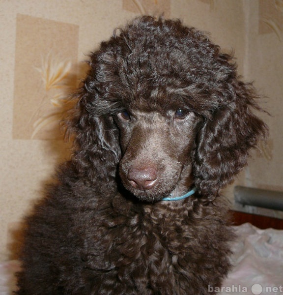 Продам: щенок миниатюрного (карликового) пуделя