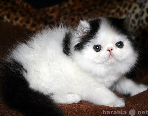 Продам: Персидский котик блондин.