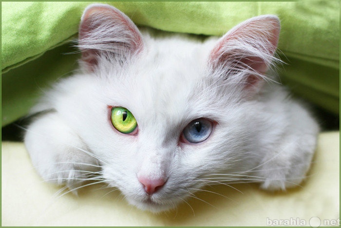 Отдам даром: Шикарный белый кот с разными глазами