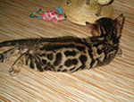 Продам: Бенгальские котята розетка на золоте