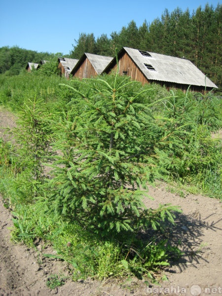 Продам: Ель сибирскую