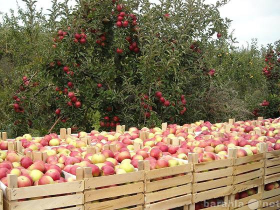 Продам: Яблоки летних сортов на экспорт