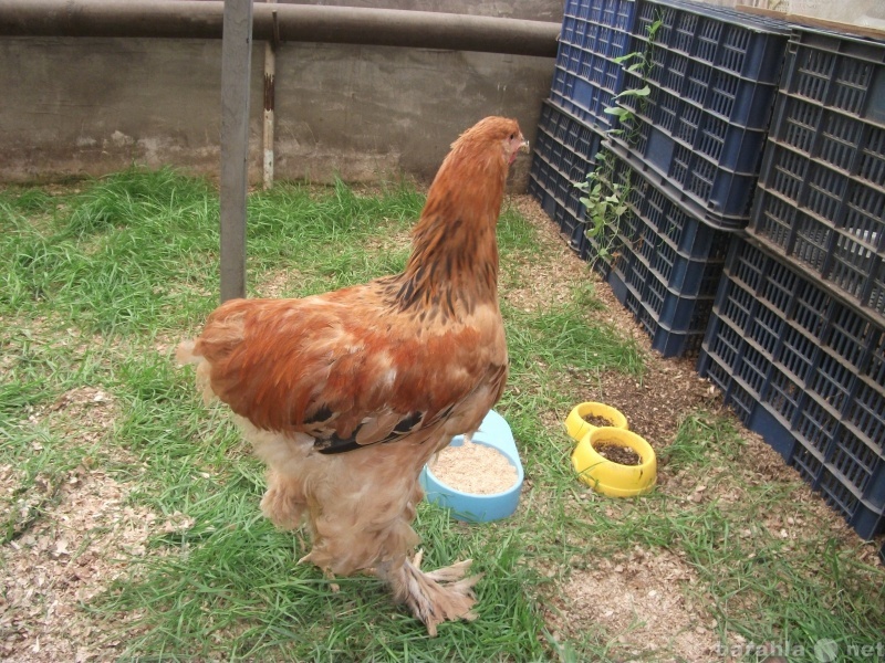 Продам: яйцо инкубационное  куриное перепелиное