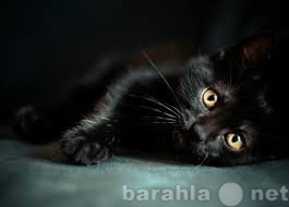 Отдам даром: Кошечка чисто чёрная