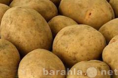 Продам: Картофель 2013 г. Оптом. 25 руб./кг