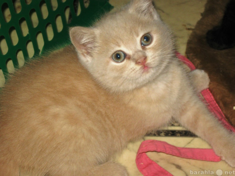 Продам: британский персиковый котёнок