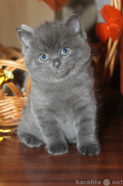 Продам: продается британский голубой котенок