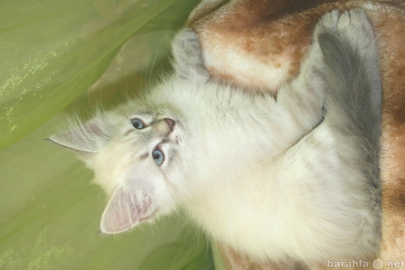 Продам: очаровательные сибирские котята