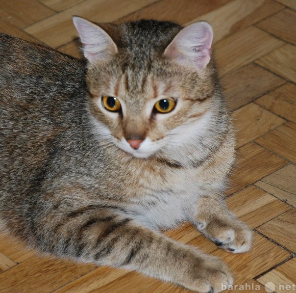 Отдам даром: Почти абиссинская кошка ищет дом