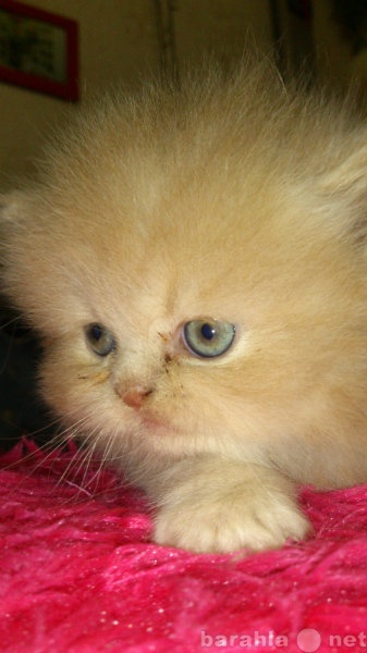 Продам: Продаю персидских котят