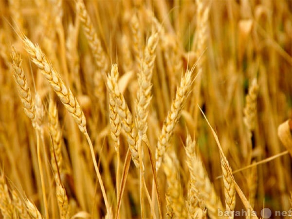 Продам: Продается пшеница, рапс и рыжик