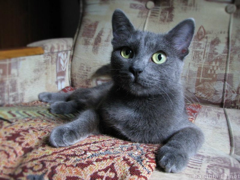 Отдам даром: Кошка русская голубая  1 год. Серебрянка