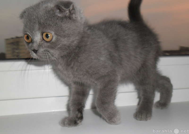 Продам: шотландские плюшевые голубые котята
