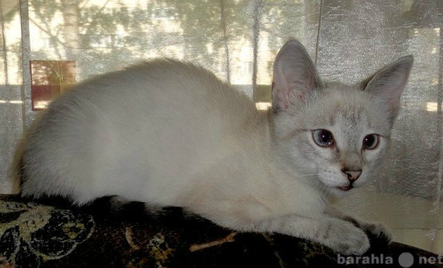 Отдам даром: Метис тайской кошки