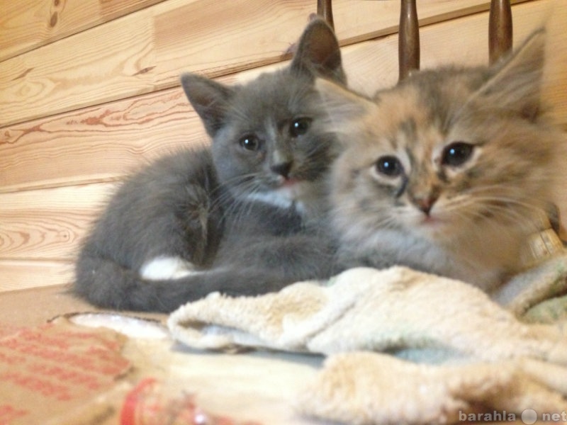 Отдам даром: Два маленьких котенка ищут семью