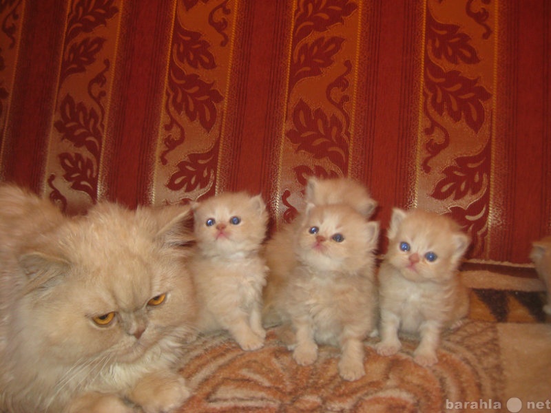 Продам: Персидских котят