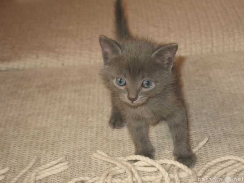 Отдам даром: серый котёнок и три трёхцветных кошечки