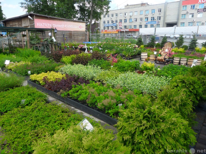 Садовая купить иркутск. Огррод в уннире городп. Сад и огород в центре города. Круглый огород. Огород в Новосибирске.